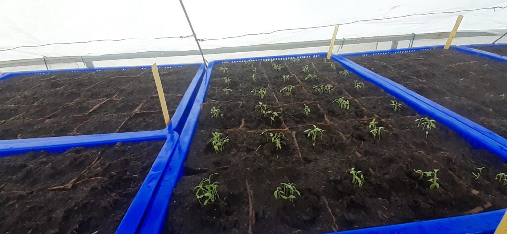 Plants potagers - jeunes pousses