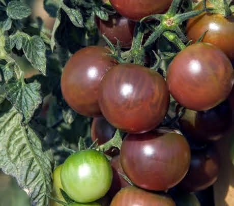 Plants potager - tomate Brown berry