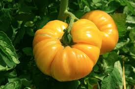 Plants potager - Tomate ananas