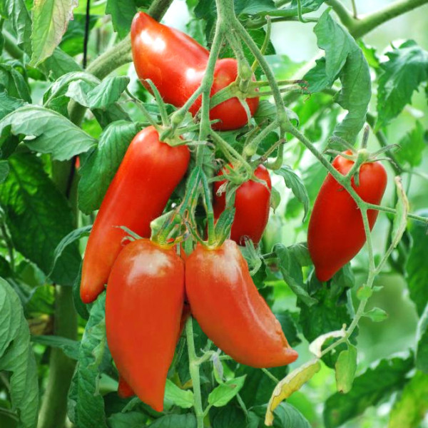 Plants potager - Tomate andine cornue