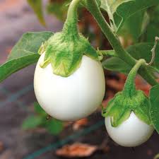 Plants potagers - Aubergine blanche