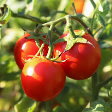 Plants potager - Tomate Charnue d'Huy