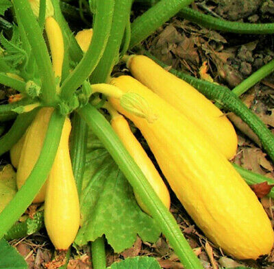 plants potagers - courgette longue Yellow straight neck