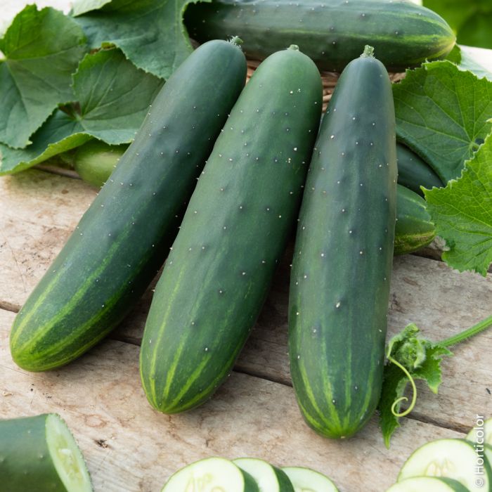 plants potagers - Comcombre Marketmore