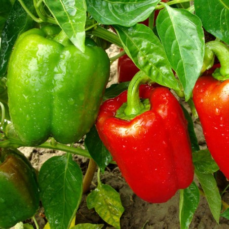 plants potagers - poivrons california wonder