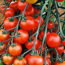 Plants potager - Tomate miel du mexique