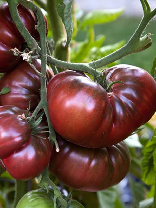 Plants potager - Tomates Noires de crimée