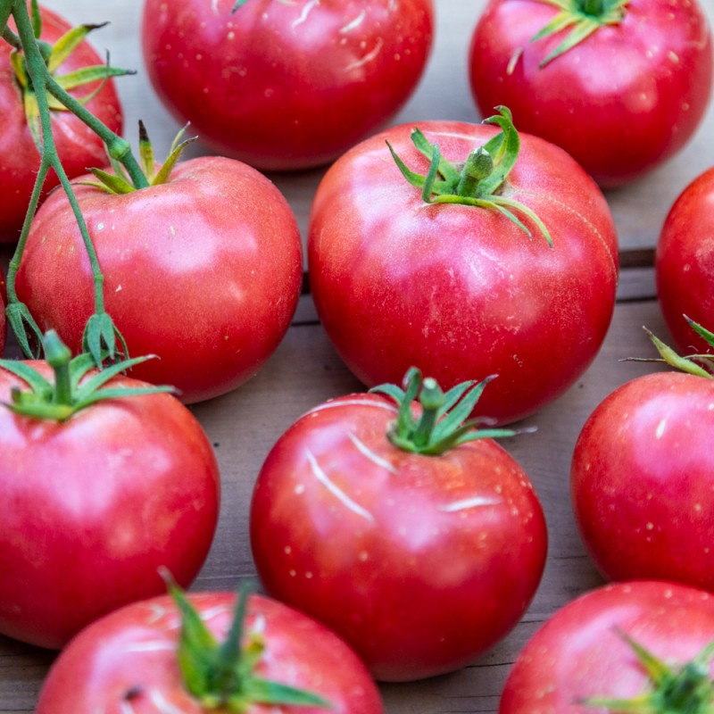 Plants potager - Tomate rose de Berne