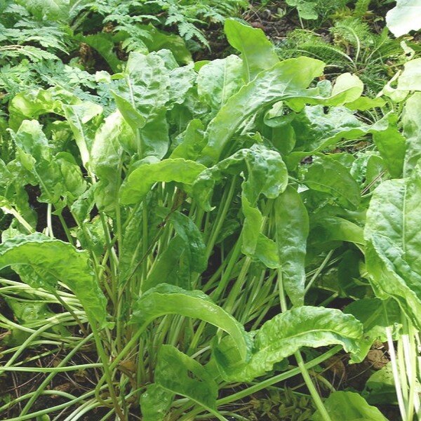 Plants potagers - Oseille
