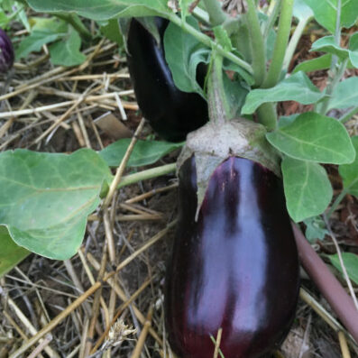 Plants potagers - aubergine alexandra