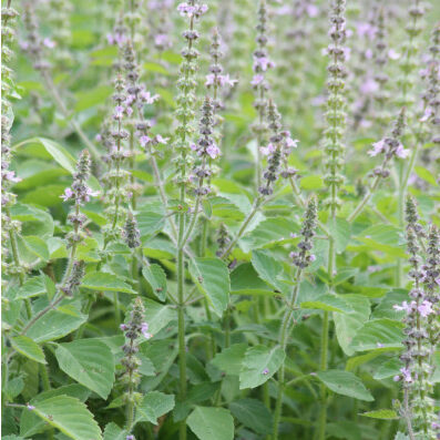 Plants potagers - Basilic sacré