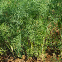 Plants aromatiques - Aneth