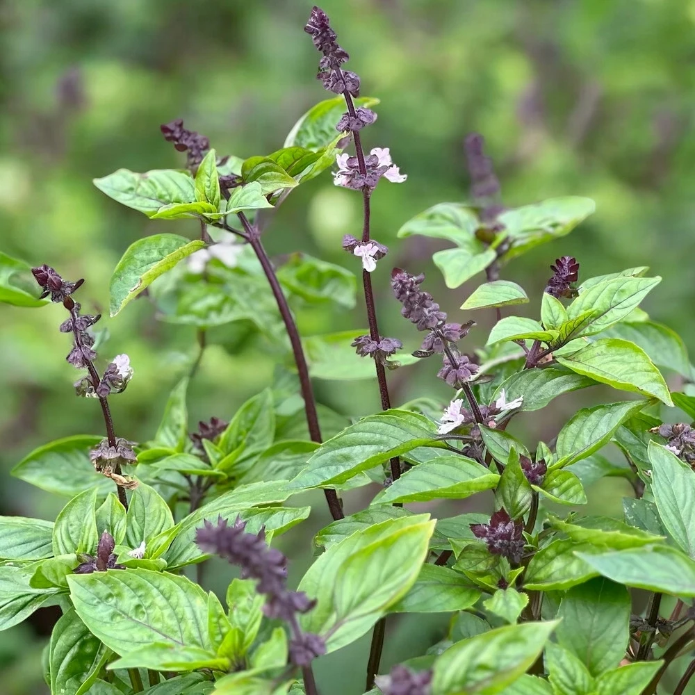 Plants potagers - Basilic cannelle