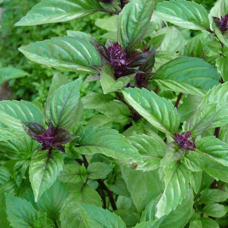 Plants potagers - Basilic réglisse