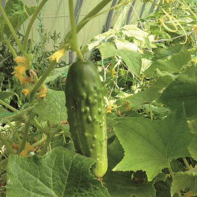 plants potagers - cornichon