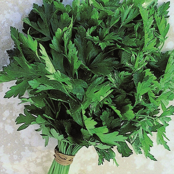Plants potagers - Persil plat