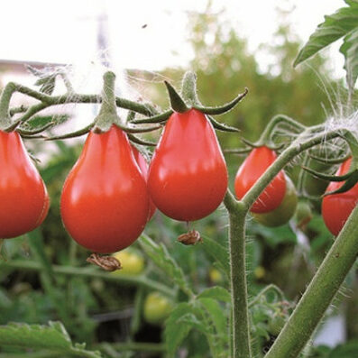 Plants potager - tomate poire rouge