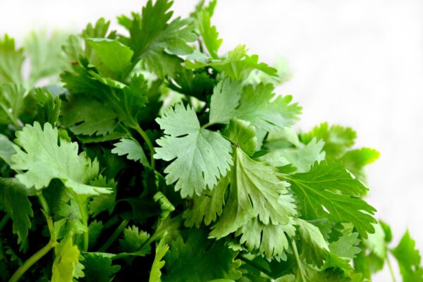 Plants potagers - Coriandre