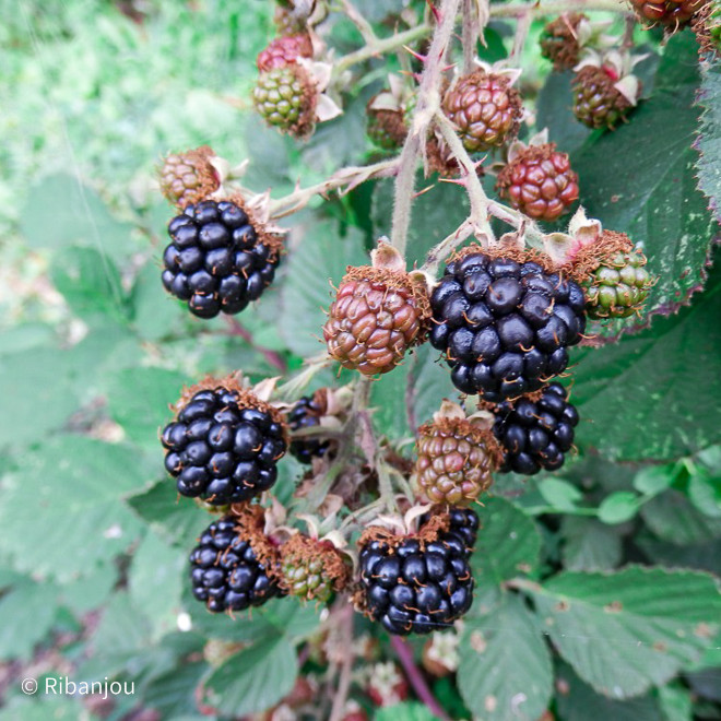 Petits fruits - Mûres Hirtus