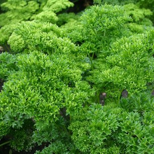 Plants potagers - Persil moskrull