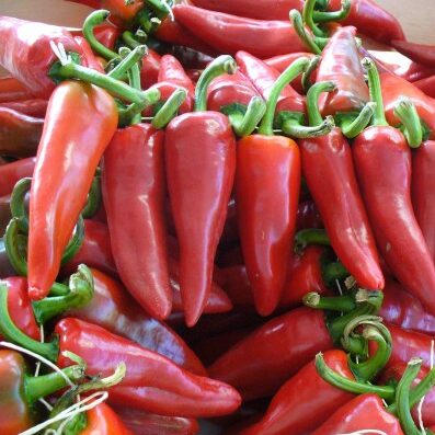 Plants potagers - piment gorria