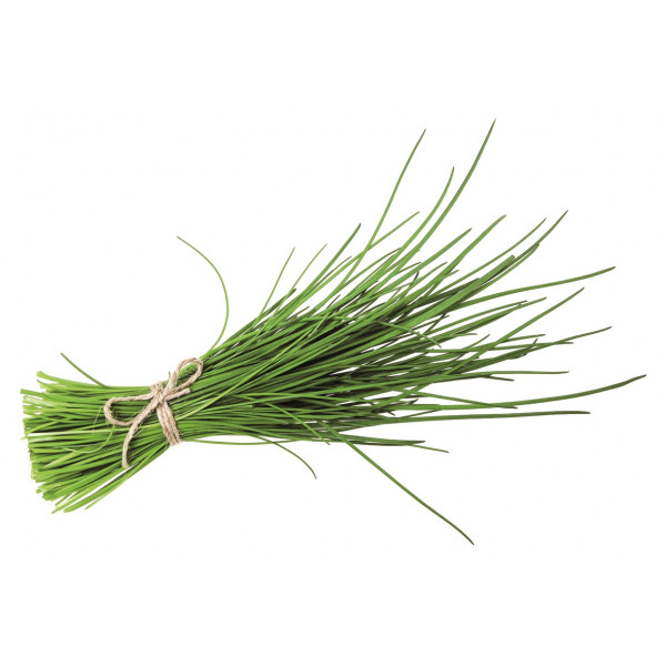 Plants potagers - Ciboulette