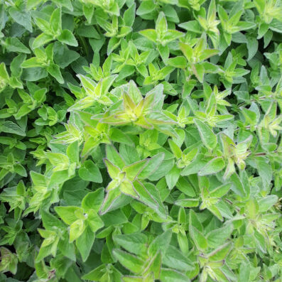 Plants potagers - Origan