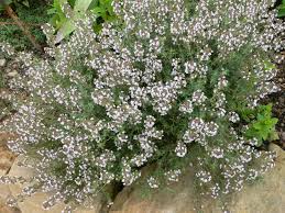 Plants potagers - Persil plat