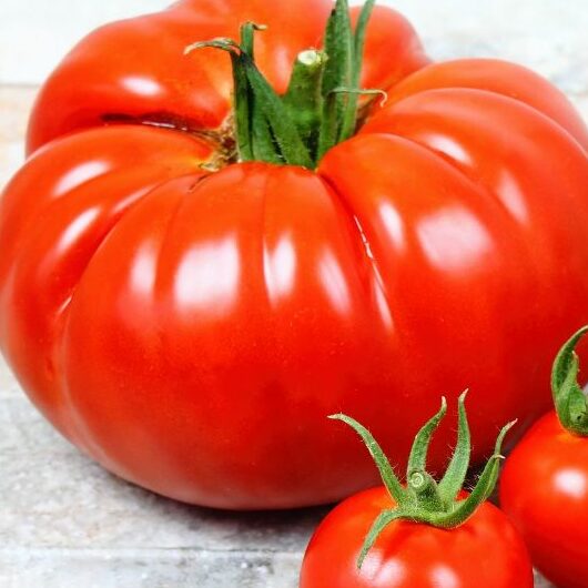Plants potager - Tomate Beefsteack