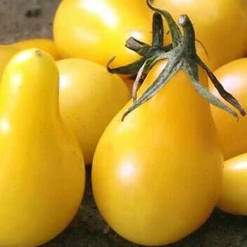 Plants potager - tomate poire jaune