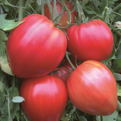 Plants potagers - Tomate cœur de bœuf rouge