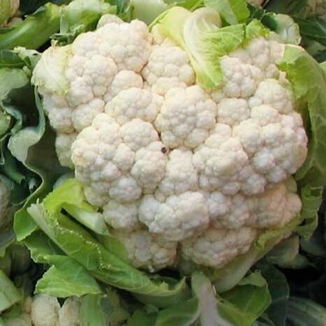 Plants potagers : Chou-fleur Flora Blanca