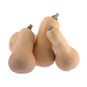 Plants potagers : Courge Butternut