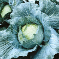 Plants potagers : Chou cabus blanc Thurnen