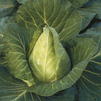 Plants potagers :Chou cœur de bœuf des vertus