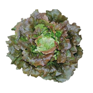 Plants potagers : Laitue Grenobloise