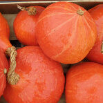 Plants potagers : Potimarron Uchiki Kuri