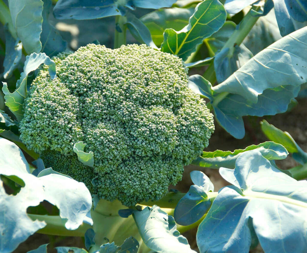 Plants potagers : Brocoli vert calabrais