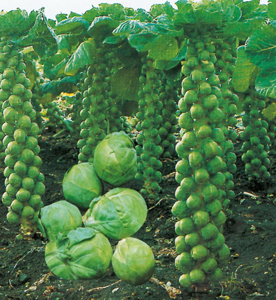 Plants potagers : Chou de Bruxelles Groninger