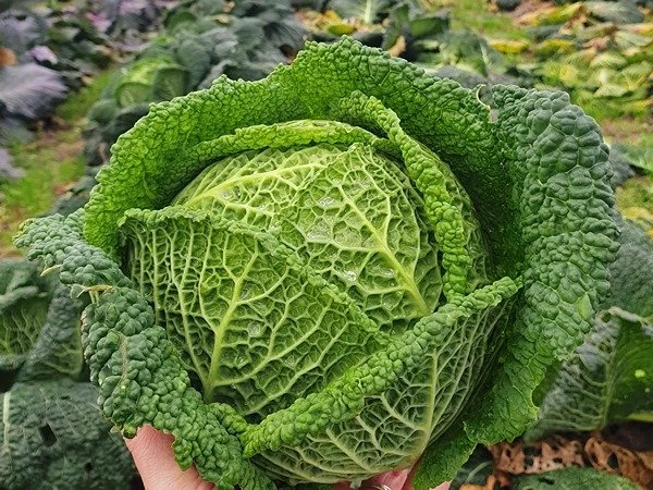 Plants potagers : Chou de Milan Gros des Vertus