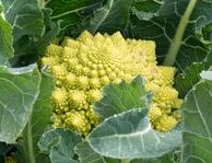 Plants potagers : Chou Romanesco