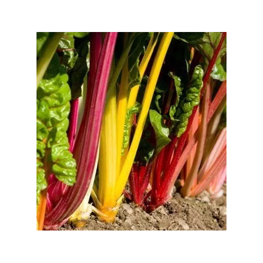 plants potagers - Blettes en mélange