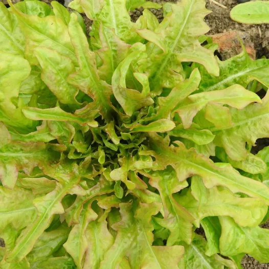 Plants potagers : Laitue à couper Feuille de chêne Biscia Rossa