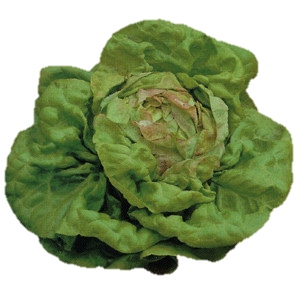 Plants potagers : Laitue Beurre Reine de Mai