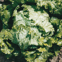 Plants potagers : Laitue Pierre Bénite